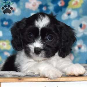 Tux, Cavachon Puppy